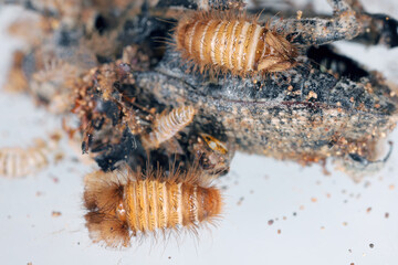 Insect from the museum collection damaged by carpet beetle (Anthrenus verbasci) larvae. Fully eaten cricket.