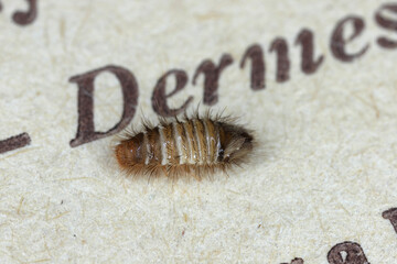 Varied carpet beetle larva (Anthrenus verbasci) on old entomology textbook to Demestidae insects.