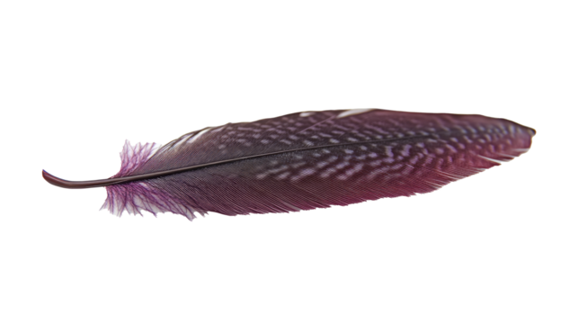 A purple feather, isolated on a white background, high-resolution photograph,  png