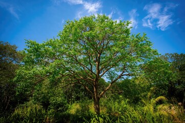 Fototapeta premium Leaf and Tree Silhouetted Against the Sky