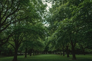 Fototapeta premium Park filled with trees