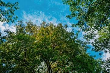 Fototapeta premium Green-leaved trees under a bright sky filled with clouds