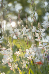 Flowers in the sun

