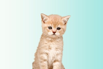 Adorable cute smart domestic cat pet sitting