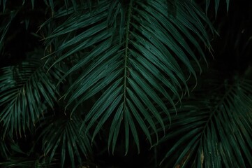 Abstract green backdrop featuring tropical leaf patterns in a garden setting