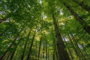 Obraz premium Overhead foliage coverage