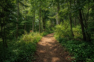 Peaceful woodland paths