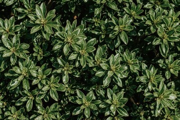 Decorative Trees and Shrubs