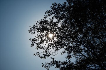 Silhouette of a tree against a vivid sky