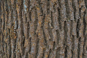 Vibrant designs on tree bark