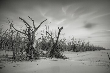 Dying mangrove forest by the shore captured in monochrome. Illustrates environmental issues like climate change and weather phenomena. Photo features graininess, noise, and a soft focus effect.