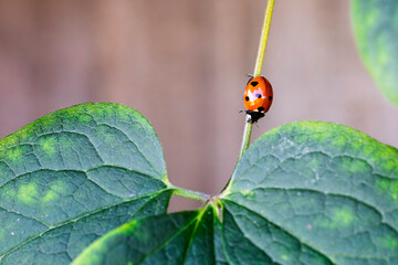 Close up of a seven spotted red ladybird crawling down the stem of a green leaf