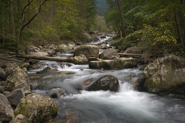 Fast-moving water cascades over stones amid dense vegetation