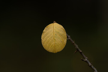 Ż&oacute;łty liść.