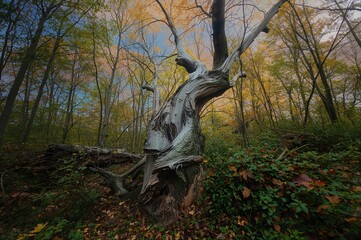 Decayed tree standing in a forest under the sky