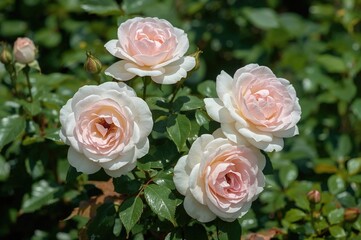 The Biedermeier rose, a woody perennial from the Rosa genus, displays white-pink blossoms in a park during July.