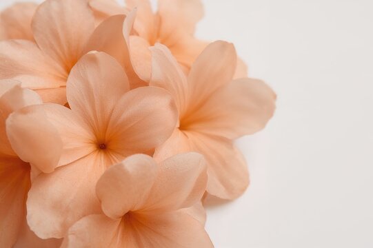 Bright orange flowers set against a plain white background