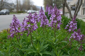 Wild phlox flowers (Hesperis matronalis) blooming beside a suburban road in early summer morning light