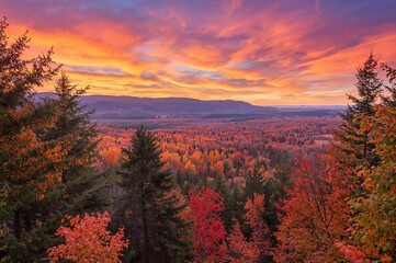 Autumn foliage with vibrant orange and red leaves under a bright sky