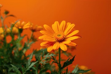 Marigold flower with orange petals against a natural backdrop, highlighting beauty and greenery