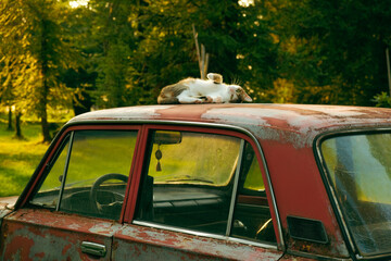 old car in the woods