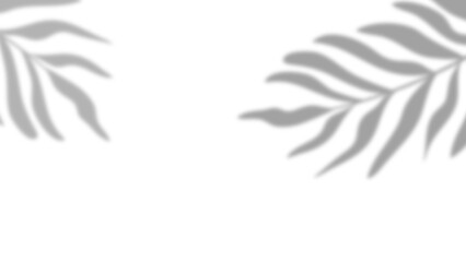 Minimal leaves shadows shade isolated on transparent background
