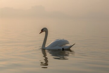 Fototapeta premium Morning fog surrounds a lone white swan on the lake at sunrise