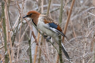 Photography of animals in their natural habitats