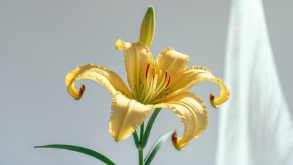 Isolated yellow daylily blossoms on a white surface