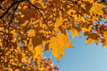 Fototapeta premium Golden foliage set against a clear blue background