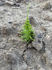 Green plant sprouting through cracked dry soil