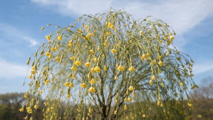 Male flowers of goat willow in yellow hues fluttering in a mild spring breeze. Bright pollen visible.