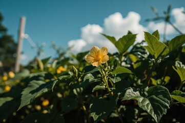 Golden blossom climbing on a garden vine