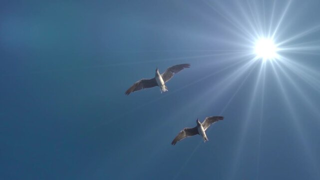 Two seagulls soaring in clear blue sky with radiant sun and shining rays. Freedom, nature, summer and travel concept. Scenic wildlife photo with bright sunlight