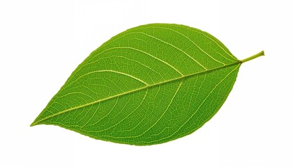 Fototapeta premium Single English ivy leaf isolated on a white backdrop with clipping path