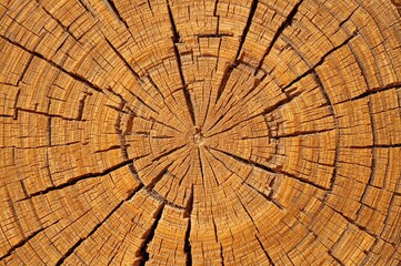 Fototapeta premium Detailed close-up of wood grain patterns