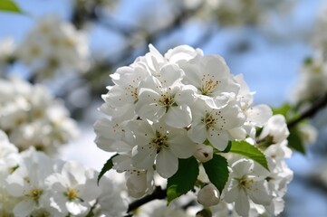 Obraz premium Sky filled with white flowers in bloom. Close-up of flourishing gardens. High-resolution nature background featuring isolated white floral beauty, greenery, and vibrant colors.
