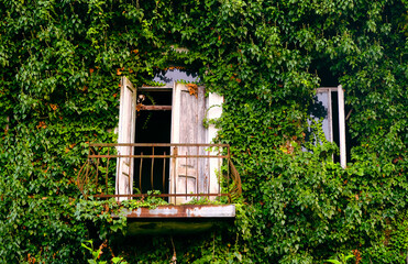 old window with ivy
