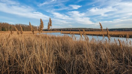 Winter blows through tall grasses in a coastal salt marsh