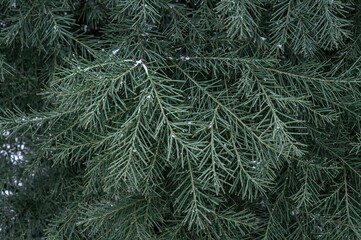 Fototapeta premium Close-up of dark green larch branches covered in snow during winter