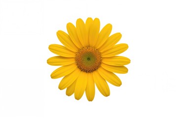 Bright yellow blossom against a plain white backdrop