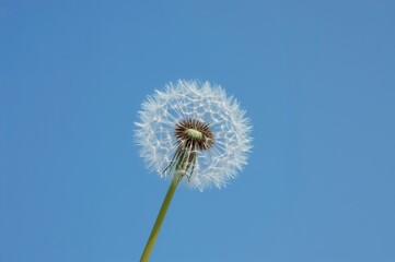 Pale Dandelion Set Against a Clear Azure Background
