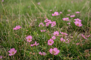 Fototapeta premium Vibrant Pink Blossoms in Nature