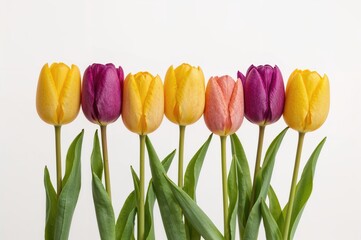 Obraz premium Row of yellow and purple tulips against a white backdrop