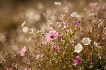 Obraz premium Close-up of blooming wildflowers