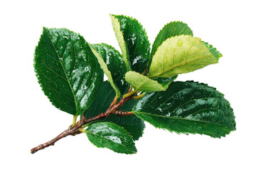 Fototapeta premium Fresh green leaves with water droplets on a branch against a create a natural scene on transparent background