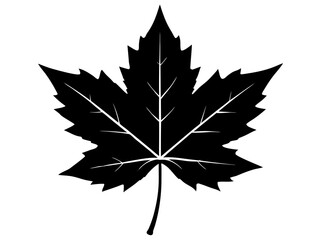 Maple Leaves  black silhouette vector,Maple Leaves icon