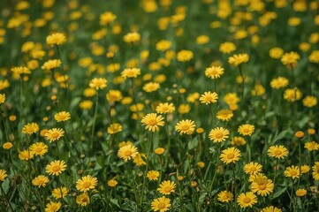 Obraz premium Field of yellow daisy blossoms as backdrop