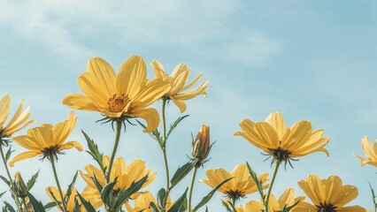 Bright yellow blossoms framed by a serene sky in plant imagery