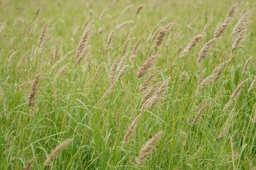Colorful butterfly resting on a book amid wild pasture grass during autumn
